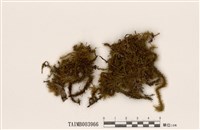 藏品(大熱澤苔)的圖片